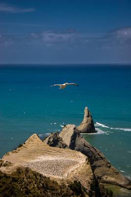 Gannet Colony at Cape Kidnappers