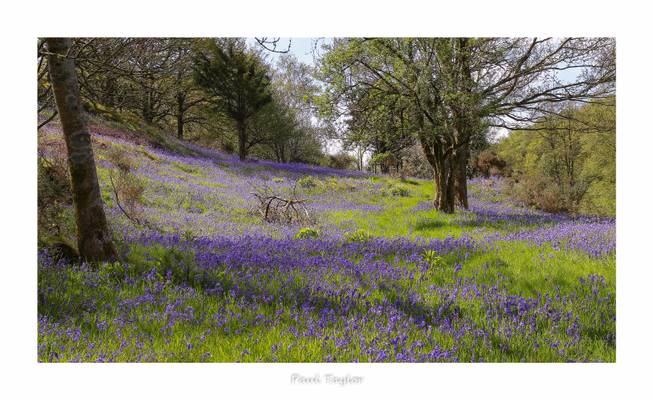 Bluebell Bank