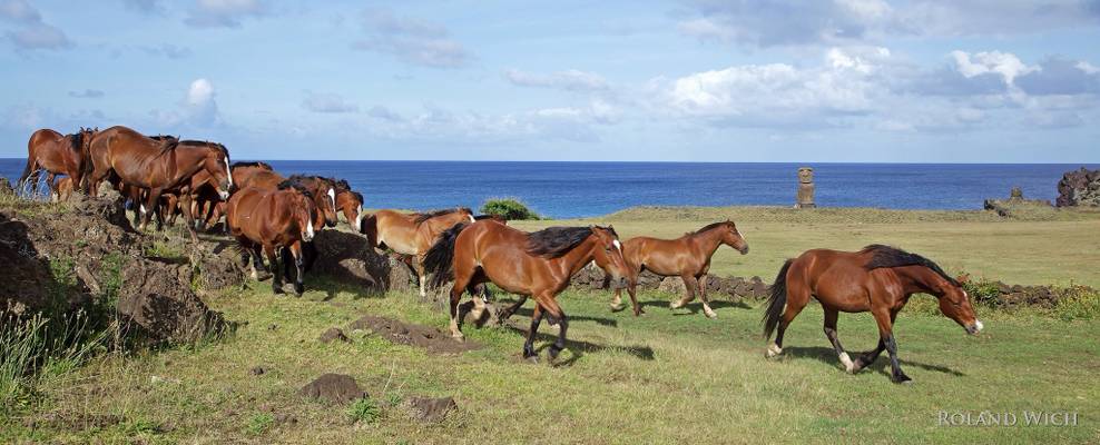 Easter Island - Horses