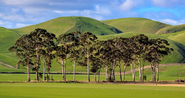 Trees and Hills