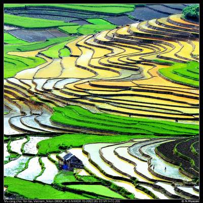 Rice terraces