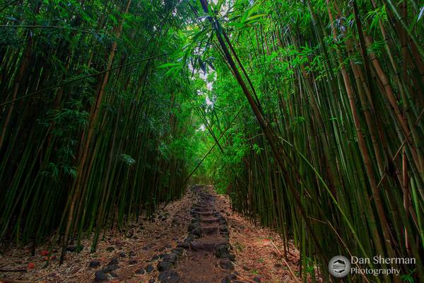 Lost in Bamboo