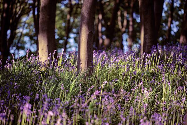 Bluebell Breeze