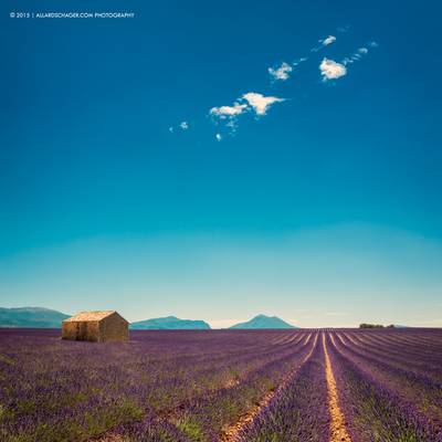 Lavender Fields Forever