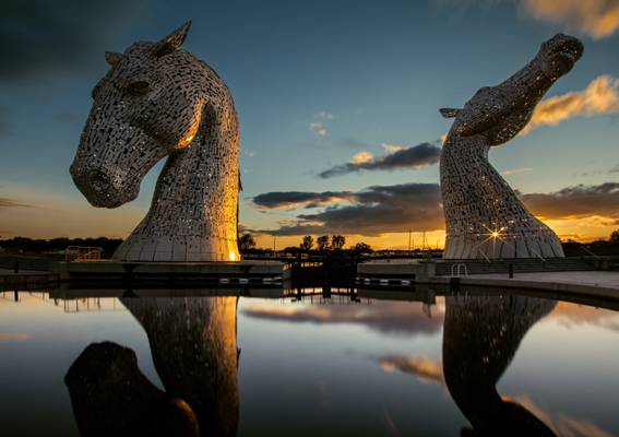 Golden Kelpie Sunburst