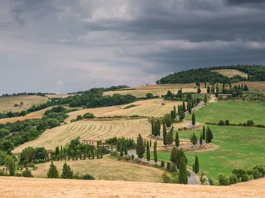 Harvest at Monticchiello