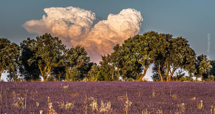 Lavender field