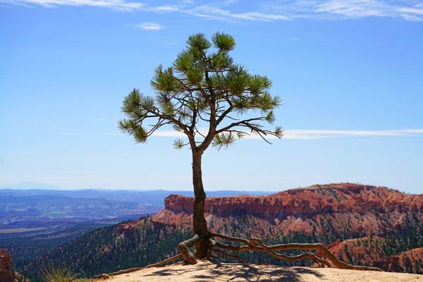 Lone pine on the edge of Bryce Canyon, Utah