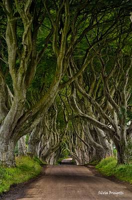 The Dark Hedges