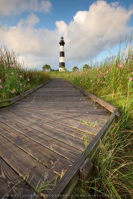 Bodie Island Lighthouse Pink Seashore Mallow Summer Wildflowers OBX