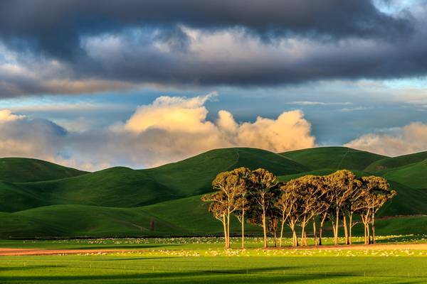 Trees and Green Hills