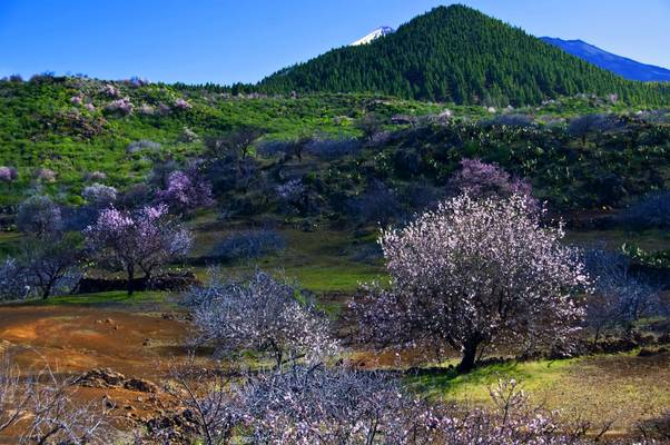 Ruta de Los Almendros | Path of The Almond Trees