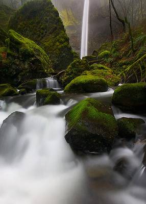 Misty and Mossy