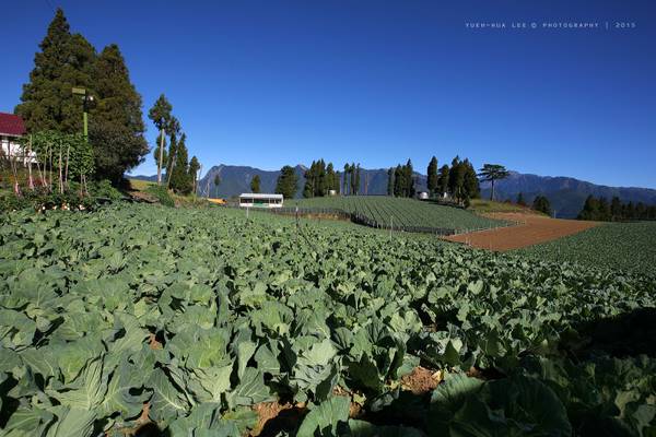 Field of Cabbage in Fushoushan Farm │ October 3, 2015