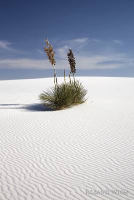 White Sands