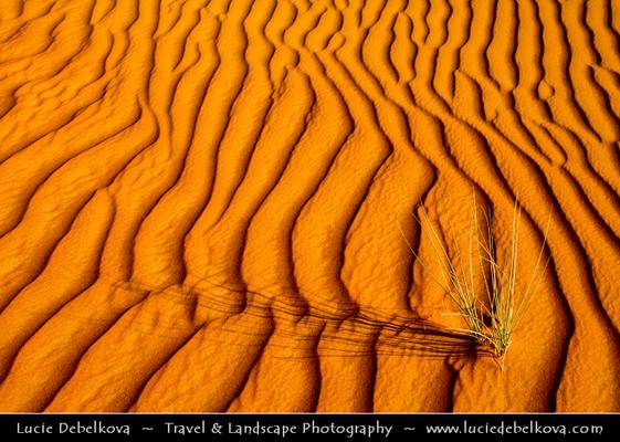 United Arab Emirates - Dubai Emirate - Desert Safari in Sand Dunes