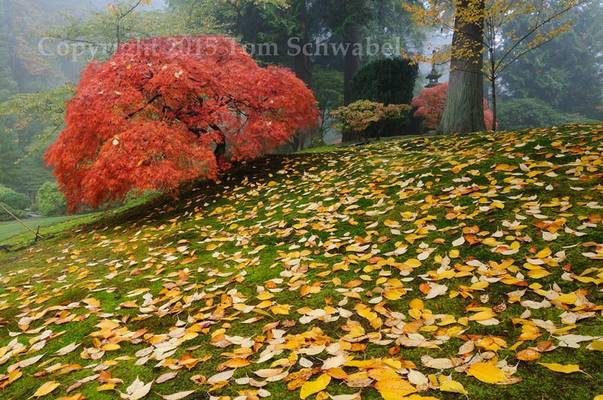 The Autumn Carpet