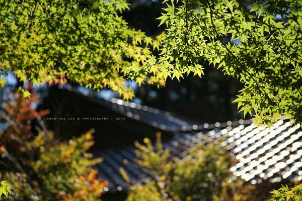 Maple Leaves in Fushoushan Farm │ October 3, 2015