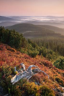 Foggy Poland