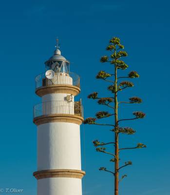 El Faro y La flor de Pita / The lighthouse and Pita flower.