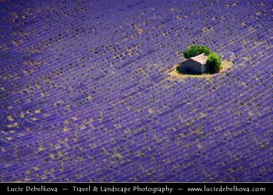 France - Provence - Lonely house lost in Lavender filed