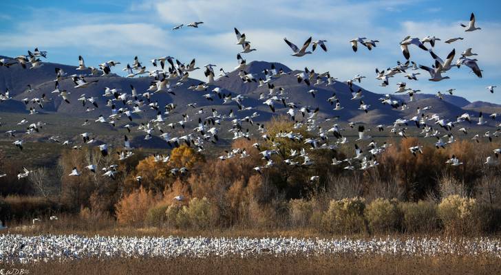 Bosque del Apache National Wildlife Refuge