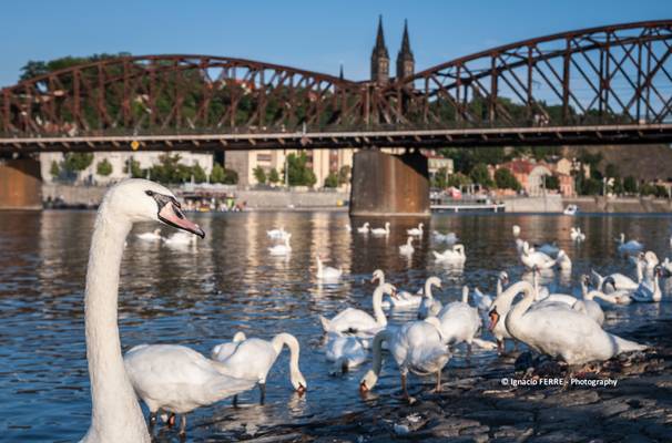 The look of the swan, Prague #33