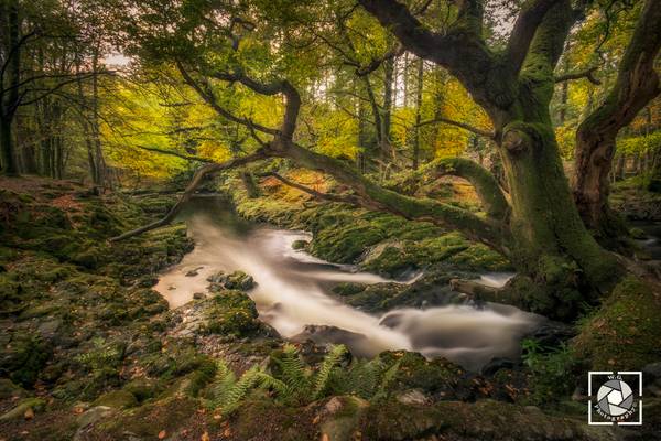 "Magic tree in magical forest" Tollymore Forest Park