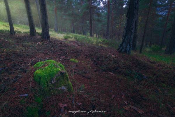 Pinar de Vellilla | Montaña Palentina | 2018