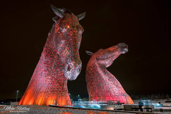 Kelpies in the snow ...
