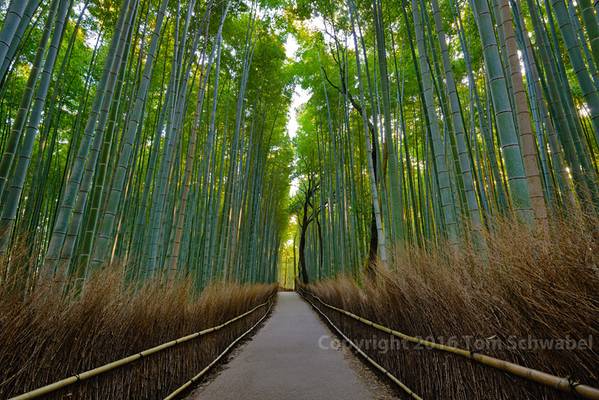 Lost in the Bamboo Forest