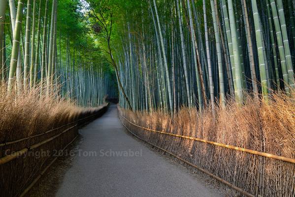 The Bamboo Path