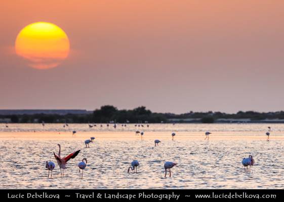 United Arab Emirates - UAE - Ras Al Khaimah - Flamingo bay at the Sunset