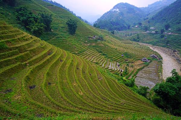 Splendid wave-like terraces of Sapa, Vietnam