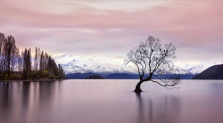 Wanaka Tree