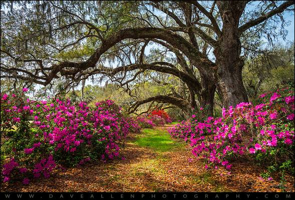 Charleston SC Spring Flowers Scenic Landscape South Carolina