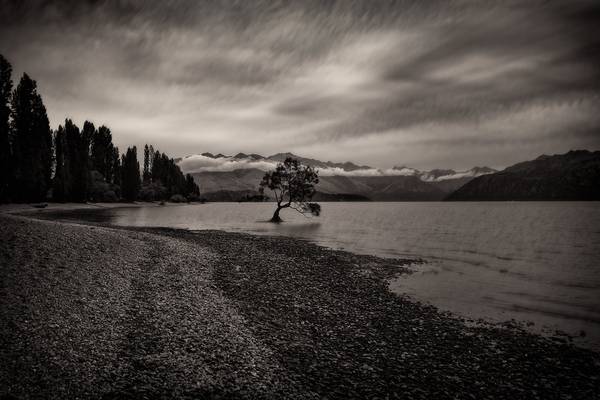 Lone Tree in Lake Wanaka (BW)