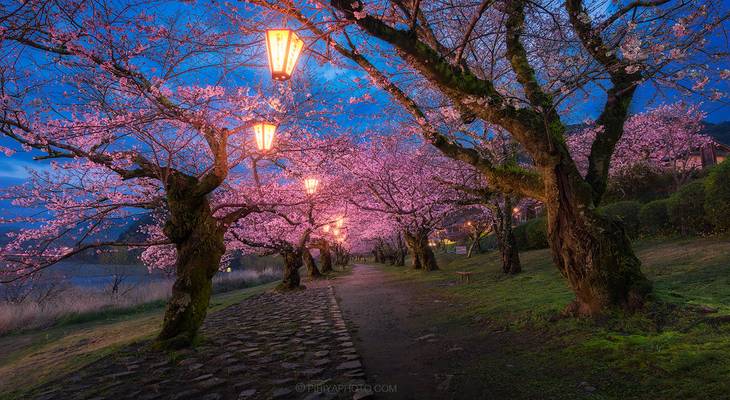 Sakura Path