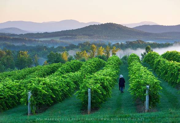 Discover SC Chattooga Belle Farm