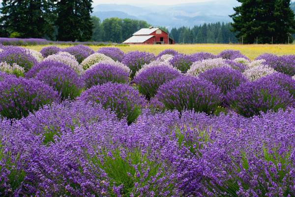 Lavender Valley, Hood River Valley, Oregon