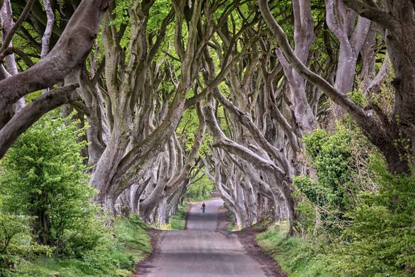 The Dark Hedges - County Antrim - Northern Ireland