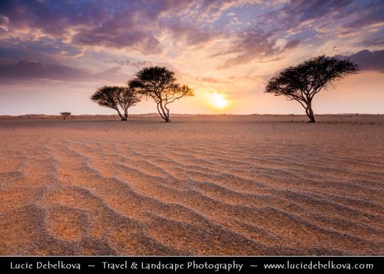 United Arab Emirates - UAE - Ras Al Khaimah - RAK - Sunset in desert with lonely trees