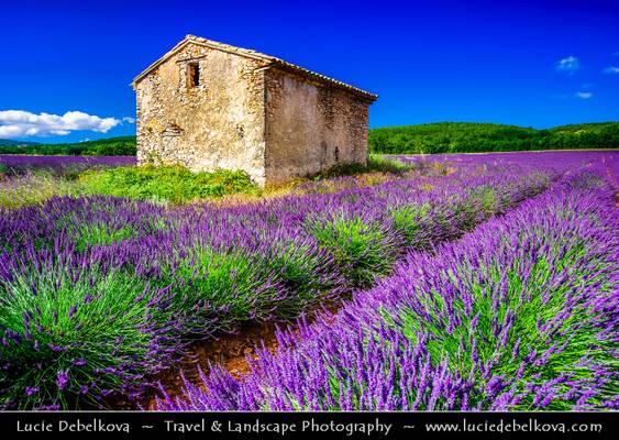 France - Provence - House in Lavender field