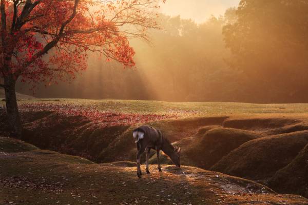 Early morning in Nara