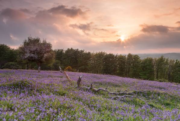 Dimpsey Bluebells