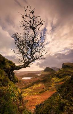 Hanging On, Lone Tree, Quiraing, Isle of Skye