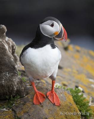 Puffin