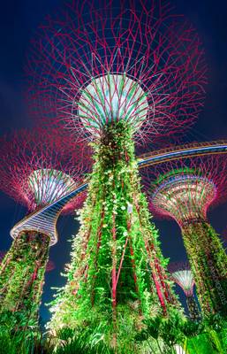 _MG_5470_web - Supertree Grove and a suspesion bridge, Singapore