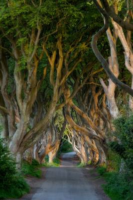 darkhedges-7035