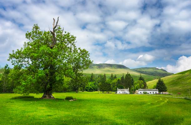 The Green, Green Grass